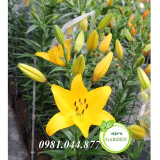 Củ giống hoa ly màu vàng
