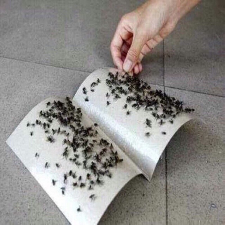 set 10 tấm keo dính ruồi siêu chắc, keo dính bẫy côn trùng