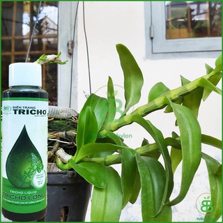  Trichoderma Dạng Lỏng Trị Nấm, Vi Khuẩn, Cải Tạo Đất