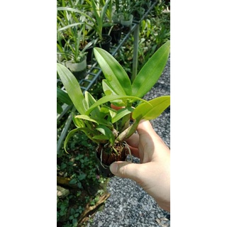 Denro màu giống màu mới