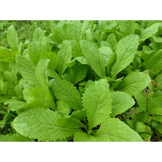 Hạt giống Cải mơ Hoàng Mai - Giá 5,5k/ gói 20g