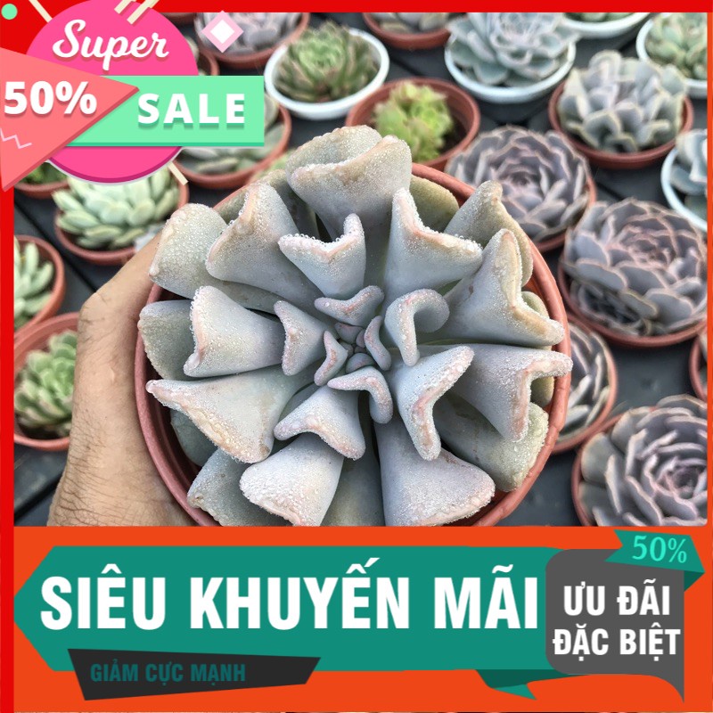 Sen đá cúc tím trung