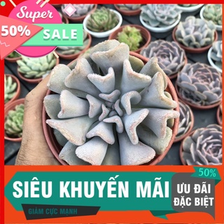 Sen đá cúc tím trung