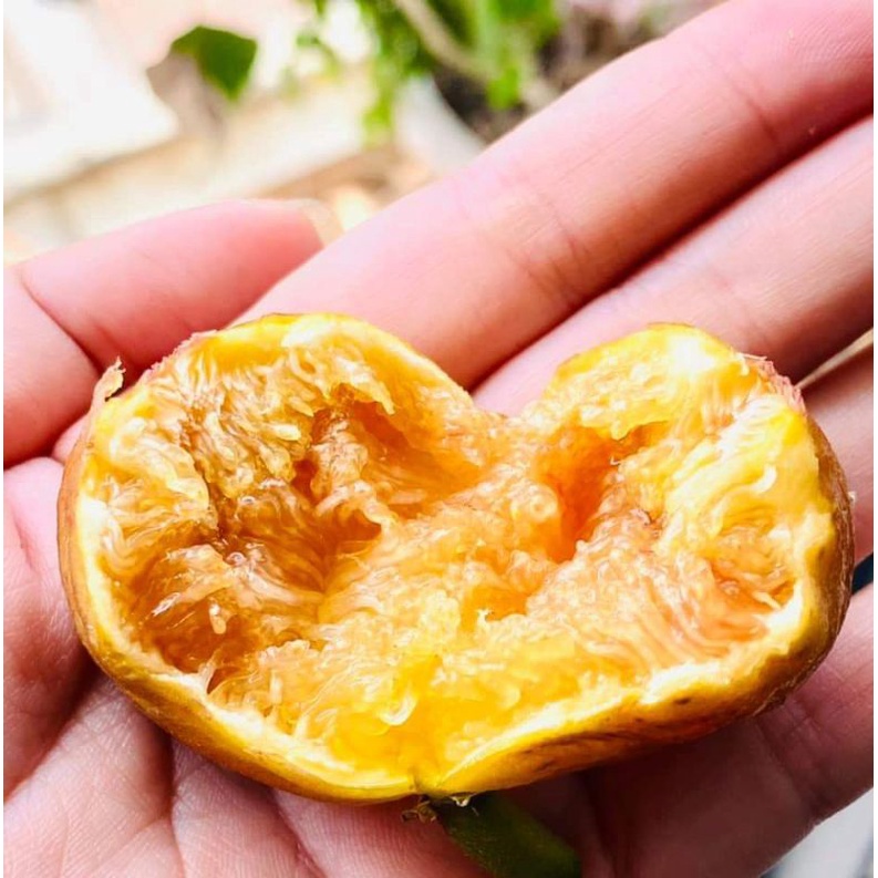 Giống sung Trái vàng óng