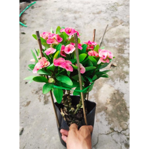 Cây giống Xương Rồng Bát Tiên - Trang Flower