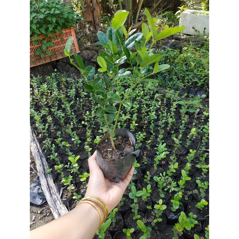 Cây Giống Siro Siêu Trái