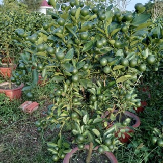 Cây Hạnh ( đang trái) cây tách