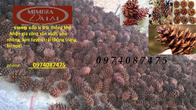 1kg Trái thông khô 3 lá loại lớn