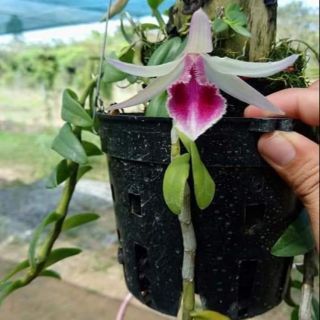 Giả hạc hàng Việt Nam gieo hạt