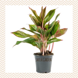 Cây Phú quý - Aglaonema Crete - Cây cảnh để bàn nội thất văn phòng lá màu đẹp