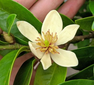 Giống hoa hàm tiếu