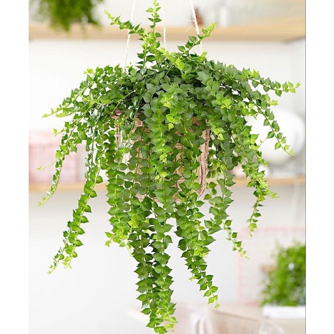 Chậu Cây lan tim (chậu treo)