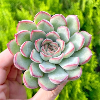 Sen đá viền đỏ 5-7cm - Vườn sen đá