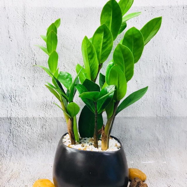 Kim tiền để bàn - may mắn - tài lộc