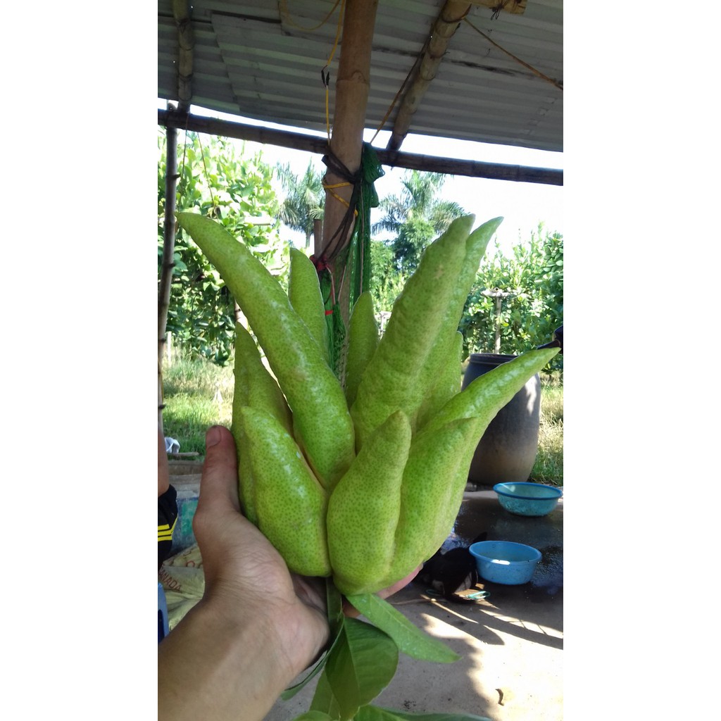 Quả Phật thủ bày ban thờ ngày lễ tết (sẵn hàng) | BigBuy360 - bigbuy360.vn