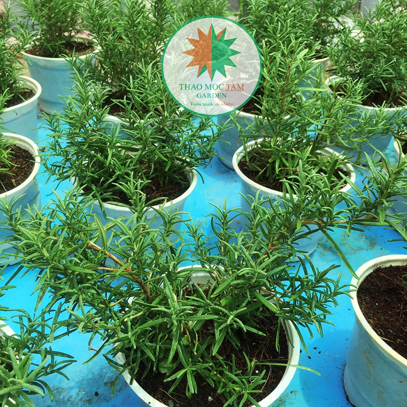 Chậu cây Hương Thảo / Rosemary - Cây được Shop trồng ở Cam Ranh, khí hậu miền trung dễ thích nghi dễ chăm sóc.