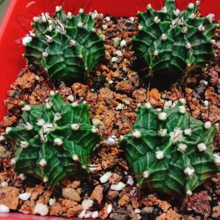 Xương rồng lb việt
