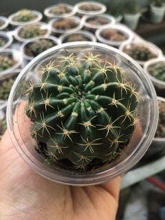 XƯƠNG RỒNG LOBI