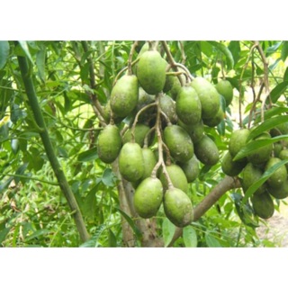 Cây cóc Thái chỉ 40k/c