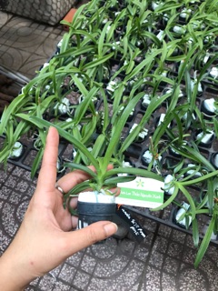 Hoa lan Vanda giống hoa to
