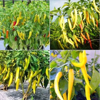Hạt giống ớt sùng vàng châu phi 0.1gr/gói (Kèm kích thích hạt nảy mầm)