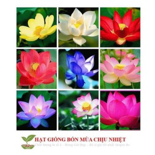HG3 Hạt giống sen nhật mini - sen bát - 1K/ hạt -9 màu tự chọn ĐẾN MÙA TRỒNG TẾT