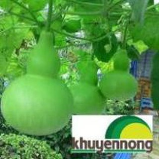 10 hạt giống bầu hồ lô cao sản f1