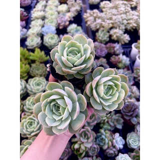 Sen đá ngọc bích 4-6cm