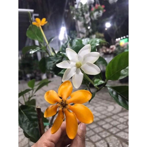 Lài hoàng gia