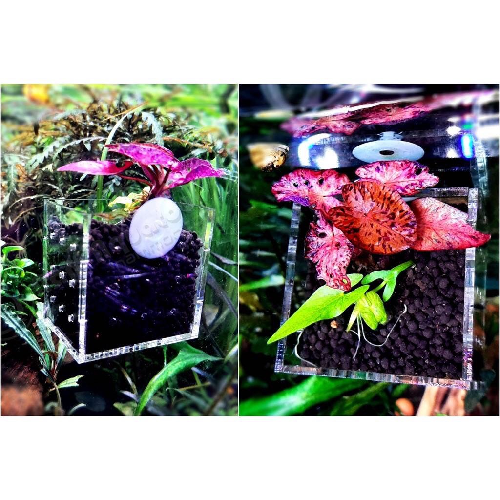 Cốc trồng cây thuỷ sinh  Mica JetA, An Toàn, Thẩm Mỹ 5.0