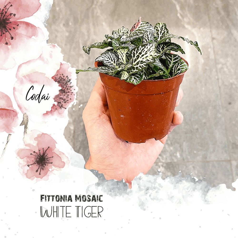 Cây Fittonia Mosaic White Tiger – Cây Cẩm Nhung Mosaic White Tiger, Lá May Mắn White Tiger