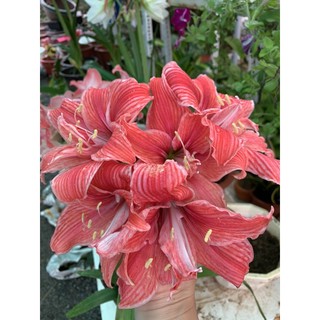 Lan huệ kép màu cam cá hồi đậm