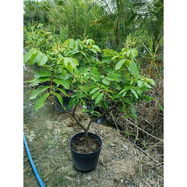 Nhãn long đang trái