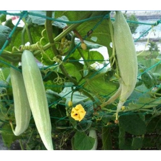 HẠT KHỔ QUA TÂY TRẮNG - GÓI 5 GRAM