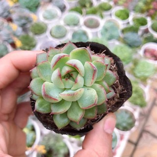 Sen Viền Nhọn | Xuất xứ Đà Lạt | Dễ trồng dễ chăm