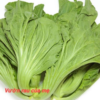 Hạt giống cải bẹ dưa (cải làm dưa chua)