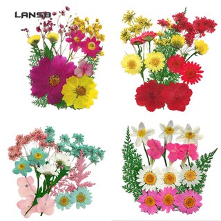 (shopeestore) Hoa khô ép hỗn hợp dùng cho trang trí album DIY