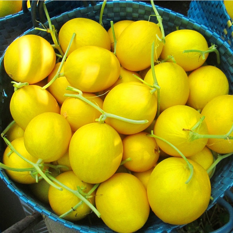 Hạt giống Dưa gang trái tròn - gói 2gram