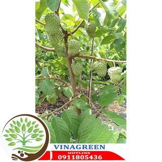 CÂY NA DỨA ĐÀI LOAN