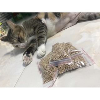 Hạt giống cỏ mèo/hạt giống lúa mạch (Wheat grass)