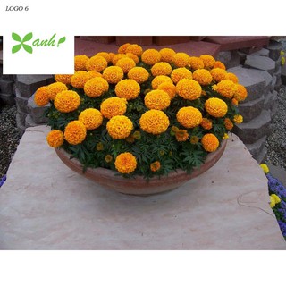 Hạt giống hoa Vạn thọ Cam lùn (30 hạt)