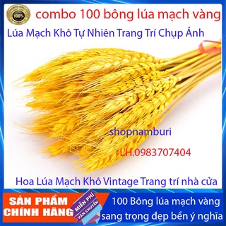 Bó 100 bông lúa mạch khô decor trang trí màu vàng - siêu đẹp