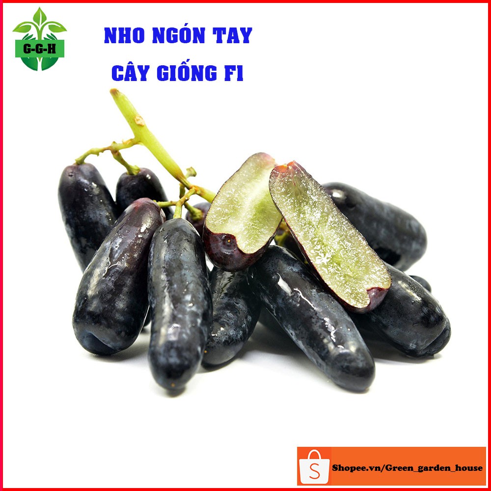 Cây nho ngón tay quả ngon ngọt, cây giống con F1 khỏe mạnh cho quả sau 6 tháng Vườn Xanh Việt