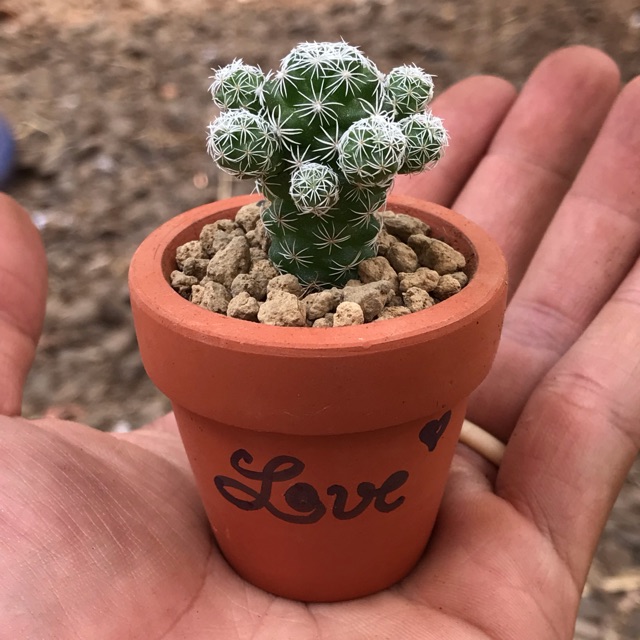 Chậu xương rồng mini