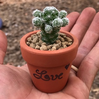 Chậu xương rồng mini