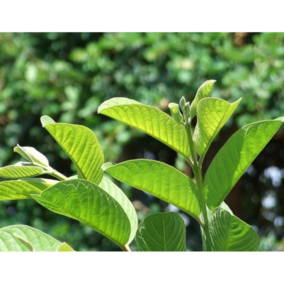 Trà Búp Ổi Loại Thượng hạng ( 200g)