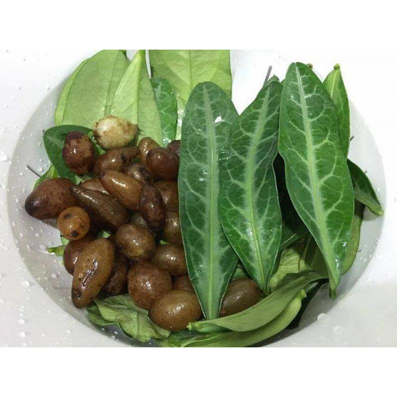 Cây Lưỡi Nhân