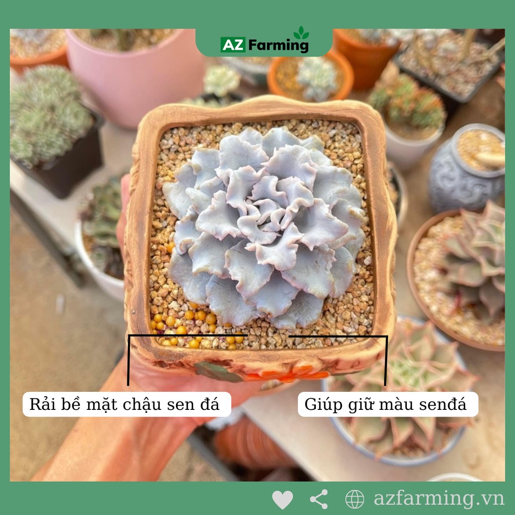 Đá Masato trồng sen đá nhập khẩu - gói 1kg - AZ Farming