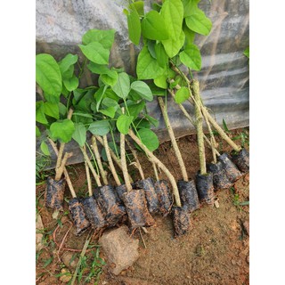 com bo 10 cây giống bò khai