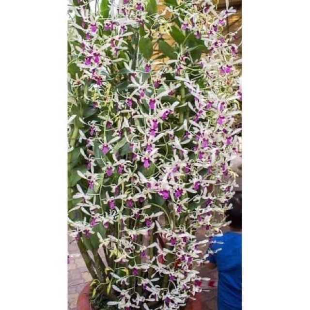Nắng bà liễu